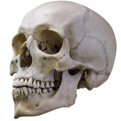 Stupid Skull