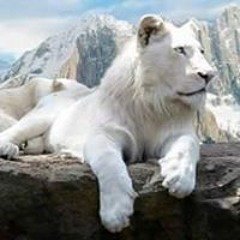 التسعاويه التيسعاويه