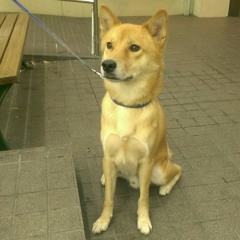 オカダ ショオヘイ