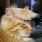 daveisurfave