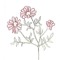 Flower Knight