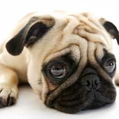 Joe The Pug