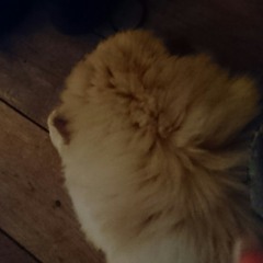 tess