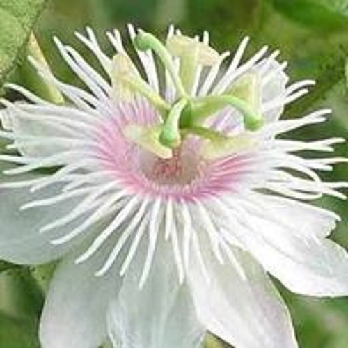 Tibetan incantations om mani padme hum Tibetan incantations om mani padme hum