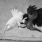 Pigeons et corbeaux