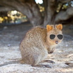 Quokka lappi