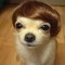 The Crazy doggy