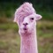 Pink Llama ॐ