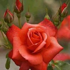 Rizwana Bashir