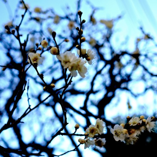 Tomoki Hasegawa S Stream