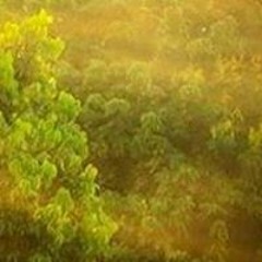 วรกฎ ไทยเครือวัลย์