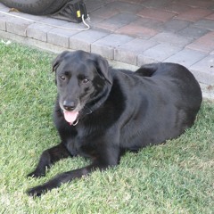 User Dogz