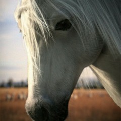 horseylover