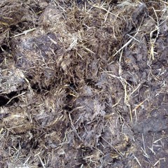 The muckheap