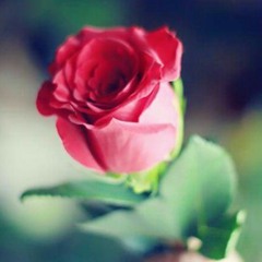 عبق اليآسمين