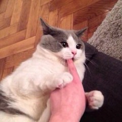 ☽ ṉαταlïε ☾