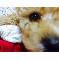bb