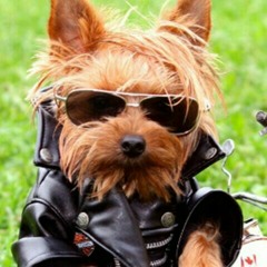 Prince 2004🐕🐕