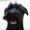 Schnoodle lover :)