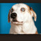 Slender Dog
