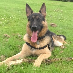 Robert James Collinge