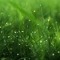 _Grass_