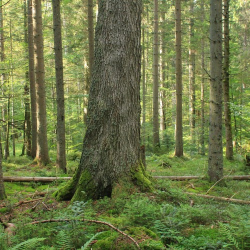Pflegerin Muschisaft Wald Lutschen