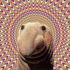 axolotlmuzik ALBUMS ARE PLAYLISTS