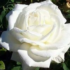 نور ناصر