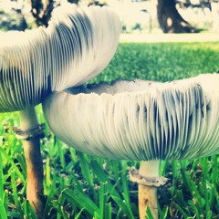 Christy Rouse Graham