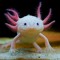 Axolotl Quehierve