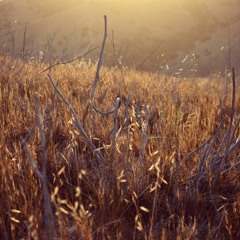 Johan Sandberg McGuinne