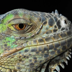 The Boring Lizard