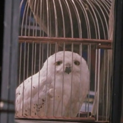 Michal Sharoni - Ventura