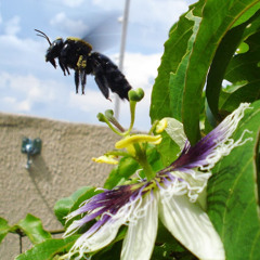 Leandro Augusto Ferreira