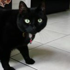 Vinnie Muscles-Niemiec