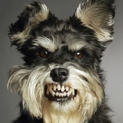 Beware of the Dog