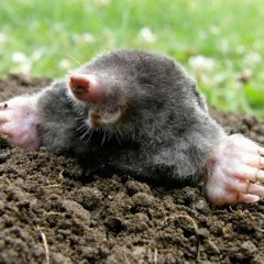 mossmole