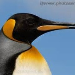 Pengy329