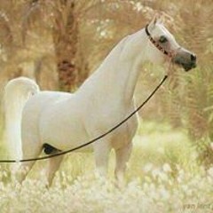 عبدالالة المطيري الشلاحي
