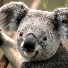 Beethoven Mudderfucker