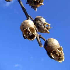 Niña Simia