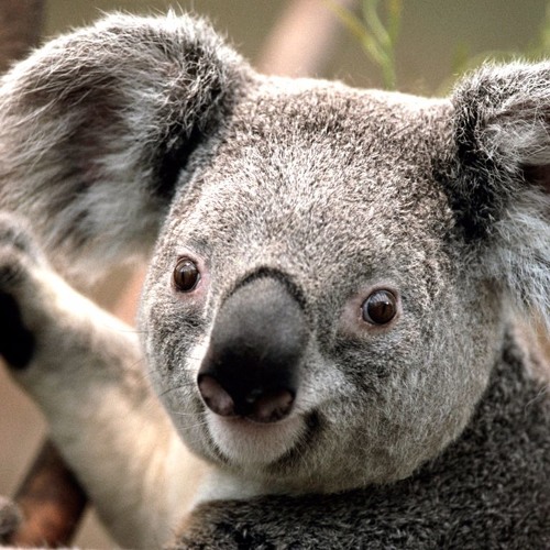 koala’s avatar