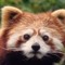 OriginBadger
