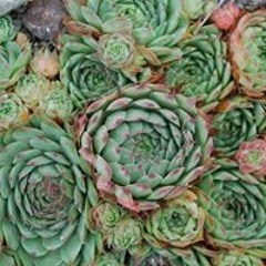 Meghan Engle Carlson