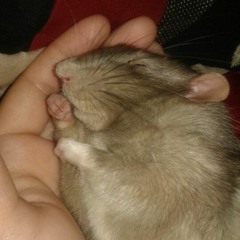 Rat Music
