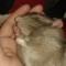 Rat Music