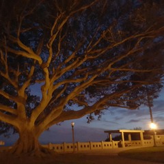 BreeB1360