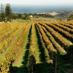 Luis Paulo Mota Veiga