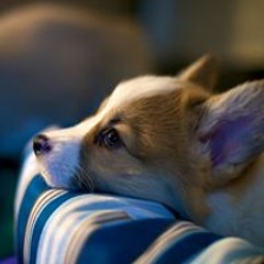 Aaliyah Massaid - Berharap Tak Berpisah By Reza Artamevia (Cover)